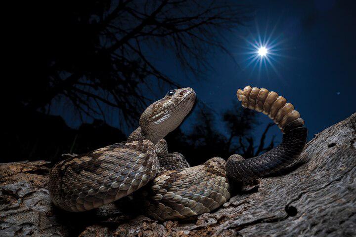 This eastern blacktailed rattler coils atop a log after a motorist shifted it from a dangerous spot on a road in the Davis Mountains of West Texas. To raise their body heat, snakes often bask on warm surfaces when the temperature cools.