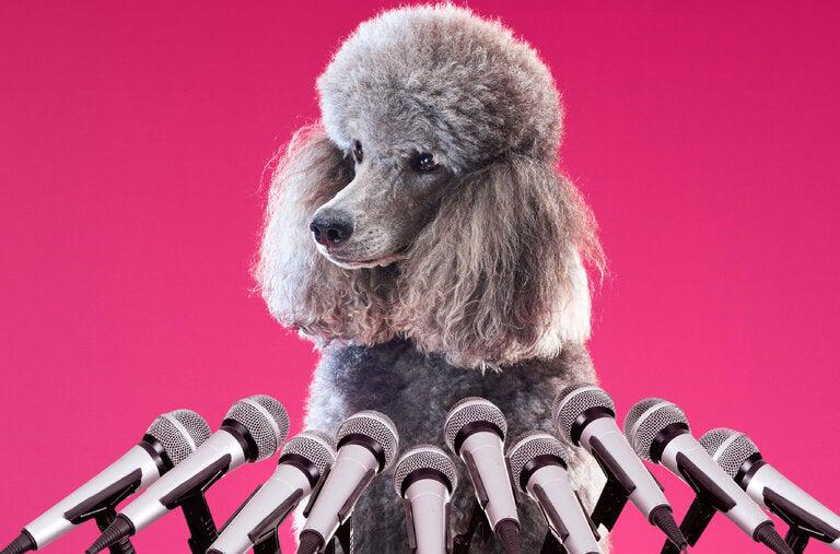 Picture of the author