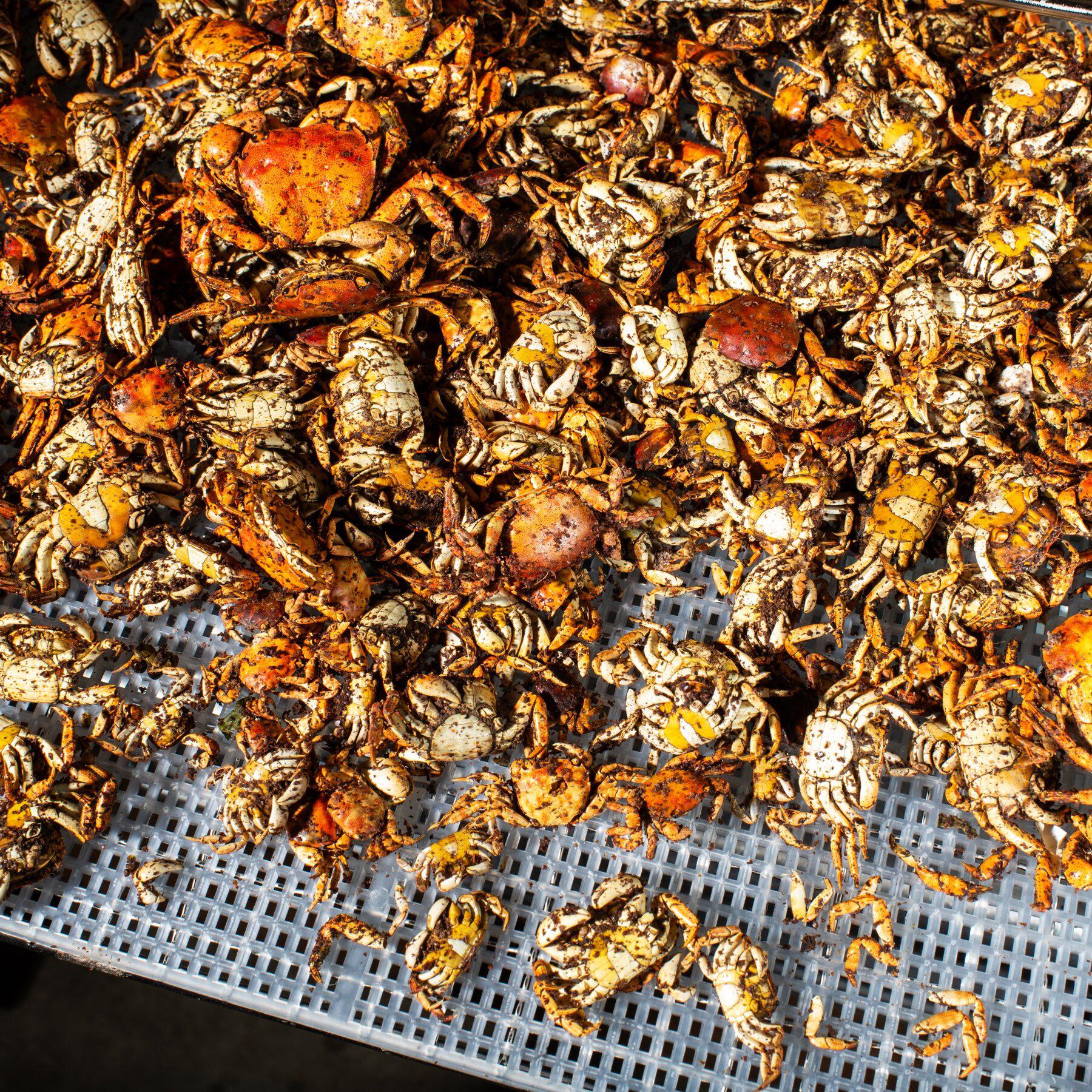Dehydrated Asian shore crabs, an invasive species on the East Coast, ready to be served at a dinner at the home of Bun Lai, a Connecticut chef.