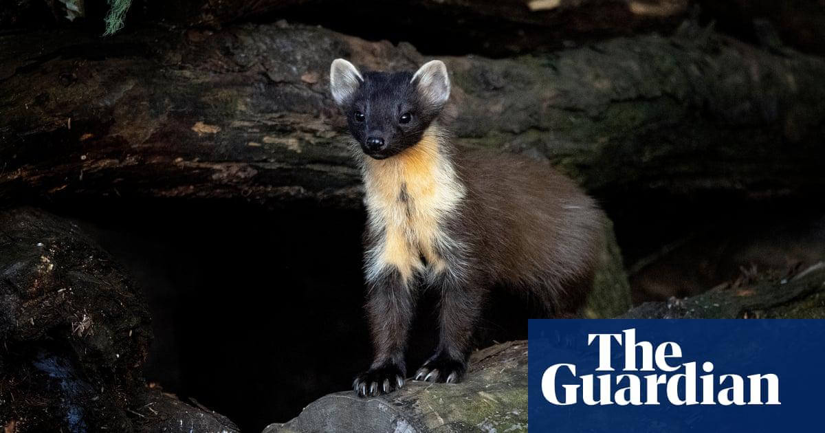 Pine marten (Martes martes).