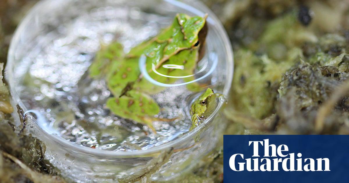 An adult Darwin’s frog and one of the froglets, which are about 5mm long, at London zoo.
