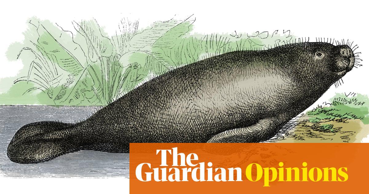 19th century illustration of a manatee - large, fully aquatic, mostly herbivorous marine mammals sometimes known as sea cows. Published in Systematis