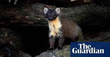 Picture of the author