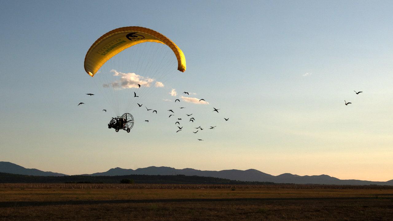 The Long Flight to Teach an Endangered Ibis Species to Migrate