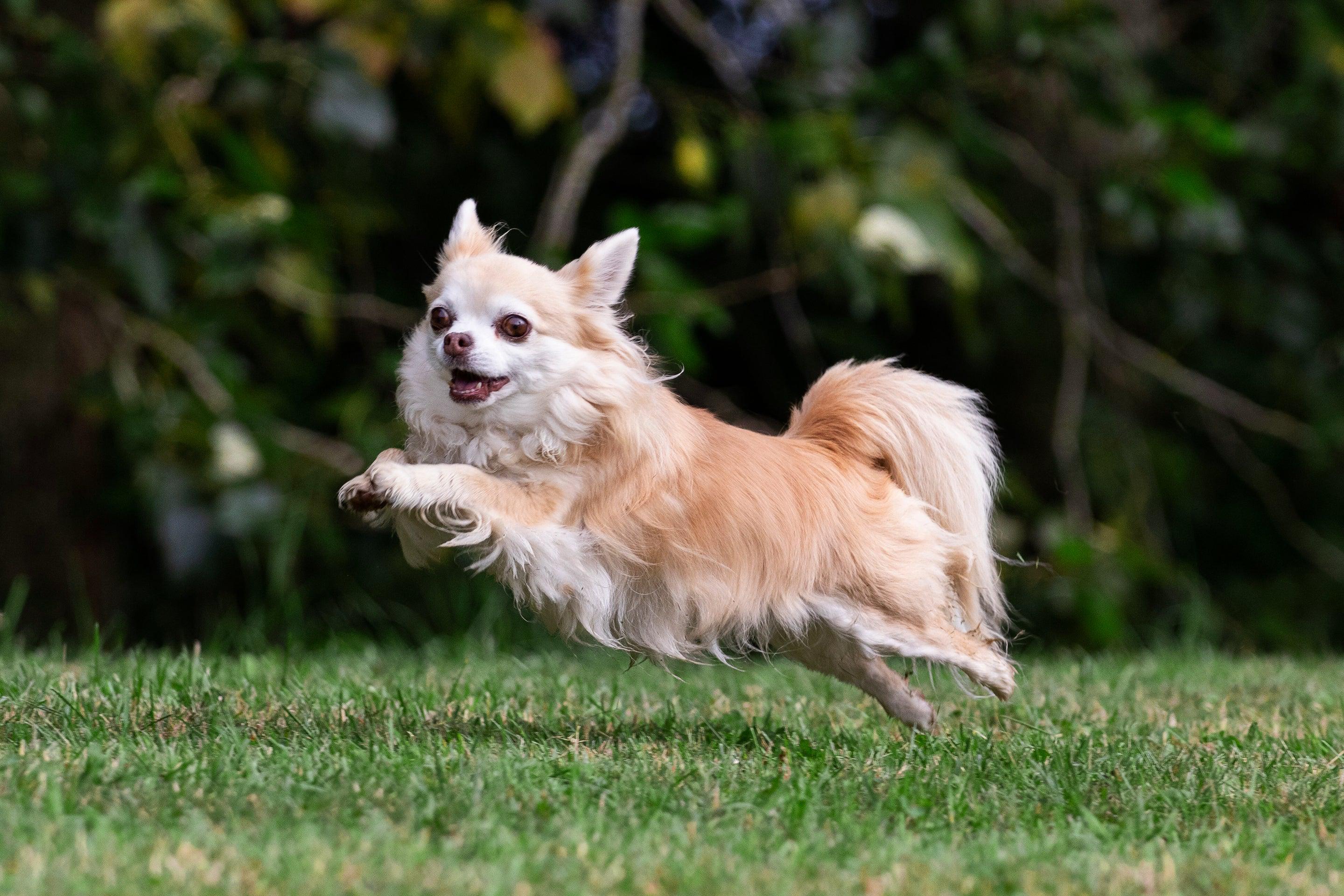 Long haired chihuahua running and playing happily on a grass lawn outside, photographed suspended in the air while leaping