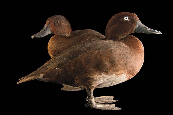 The hunt for the world’s rarest duck