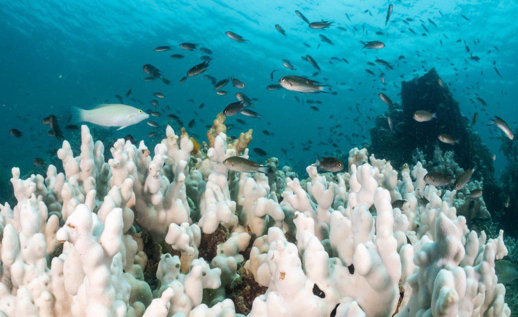 The world's coral reefs are dying—and will continue to unless global temperatures drop significantly.