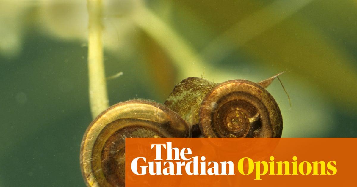 ‘Rachel Reeves portrayed the lesser whirlpool ramshorn snail as a bureaucratic nuisance.’