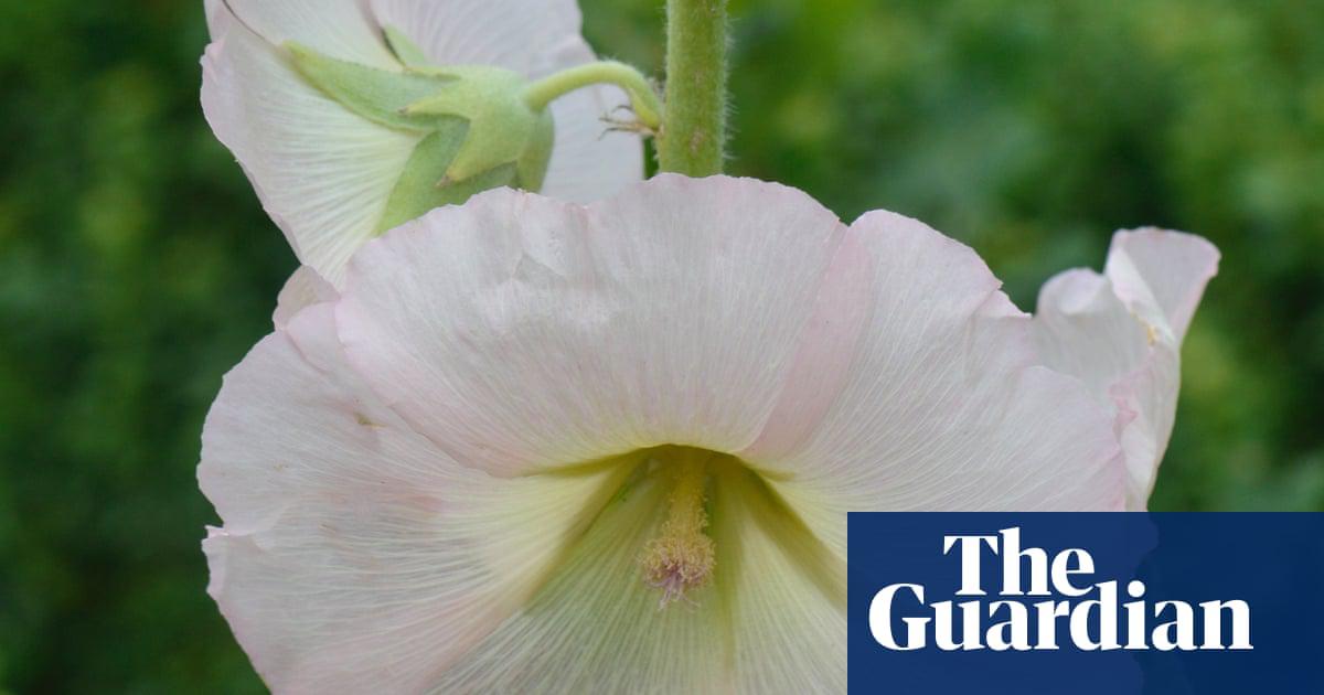 ‘Single-flowered varieties of hollyhock have nectar and pollen, but not the froufrou many-petalled doubles.’