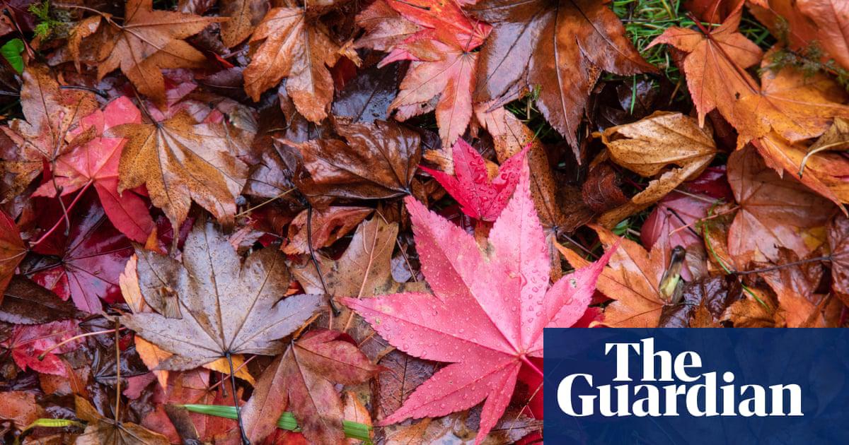 Fallen acer leaves at Bodnant Garden in Conwy, Wales.
