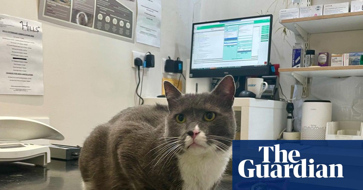 The CMA says pet owners were often unaware of the prices of common services and whether their local veterinary practices were part of large national chains.