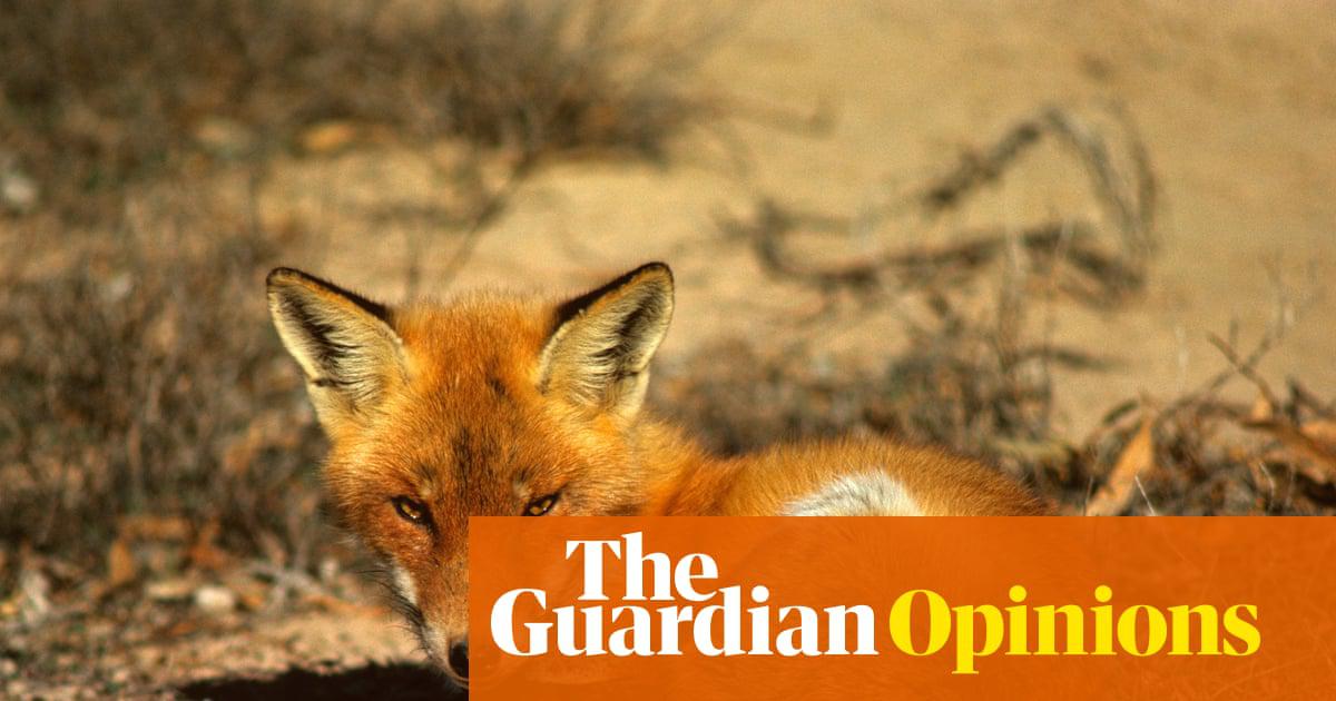 The first red foxes were introduced in 1870 in Victoria by European colonialists for the ‘noble’ sport of fox hunting. Numbers ballooned and they spread rapidly.