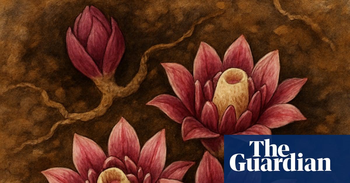 Plantwatch: An extraordinary orchid that lives and flowers underground