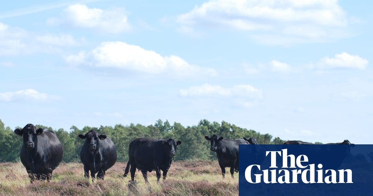 ‘Welsh Black cattle are content to get on with the task they’ve been set: reshaping and restoring the moor’s ecology.’