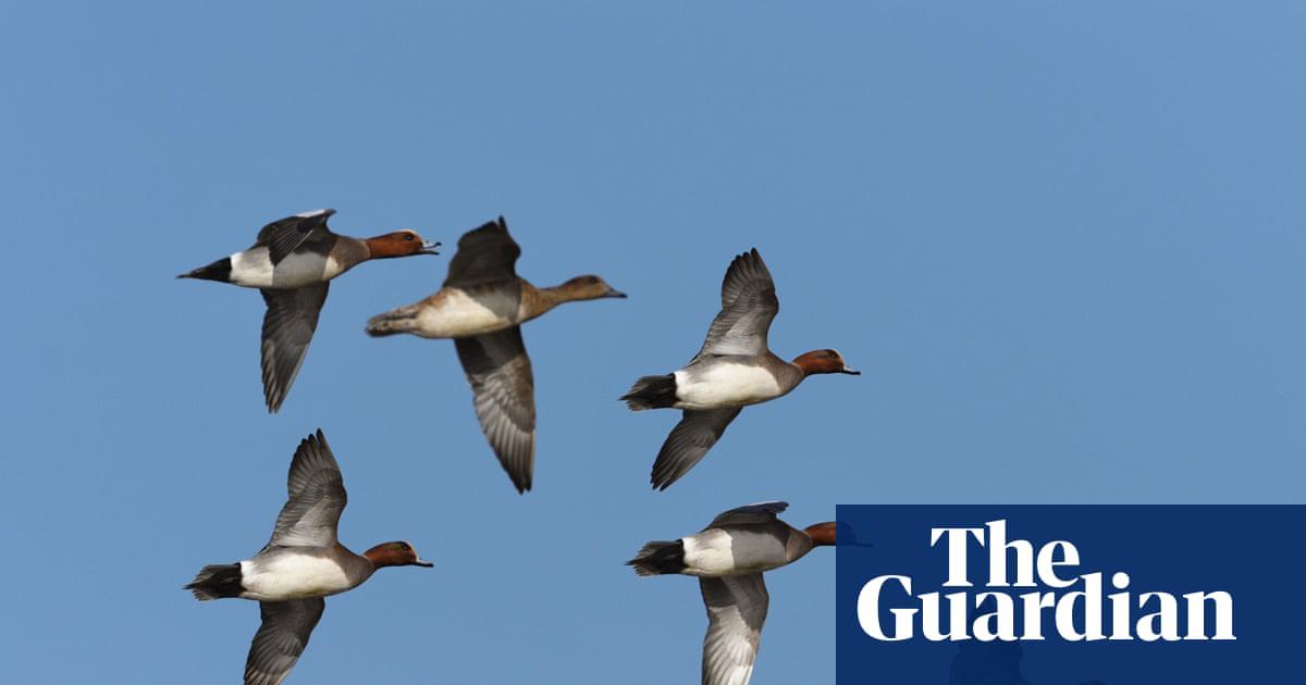 ‘Half a million wigeons (<em>Anas penelope</em>) arrive from Iceland.’