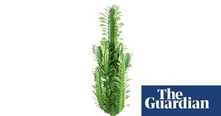 Picture of the author