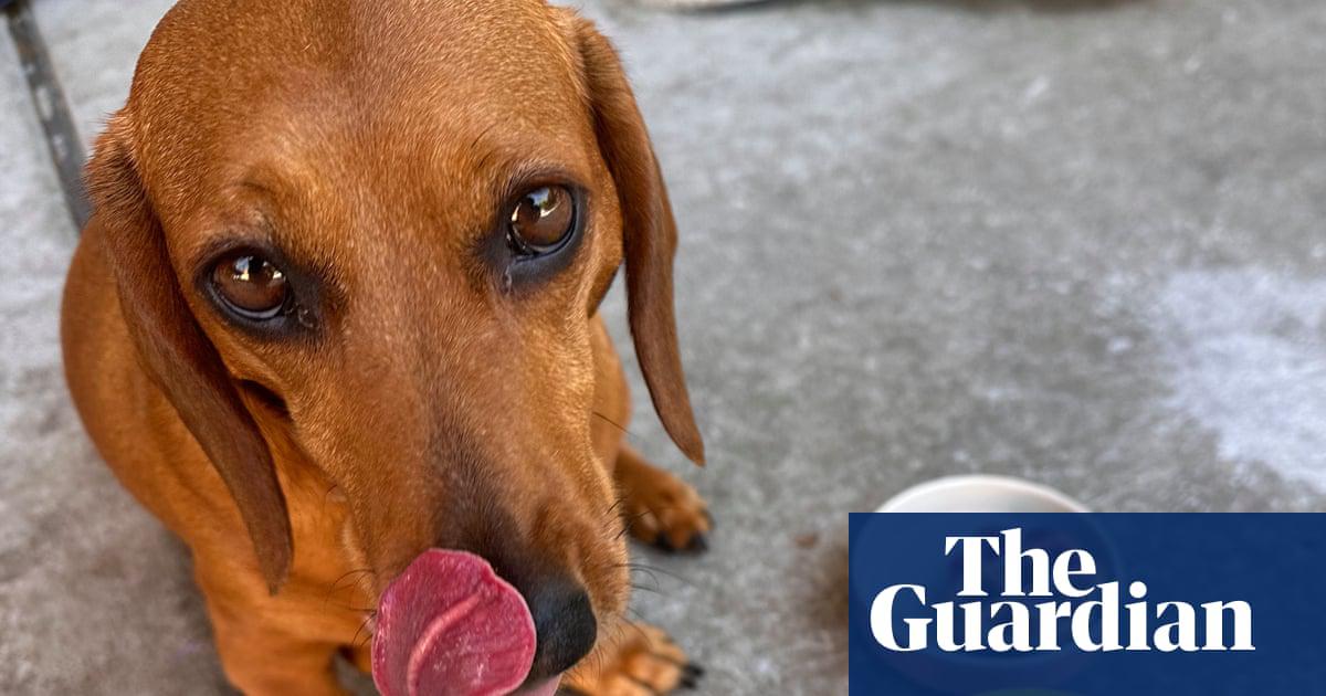 McKenzie the dachshund. ‘Despite being one-foot tall, she hunts cats, cars, skateboarders and drones indiscriminately.’ 