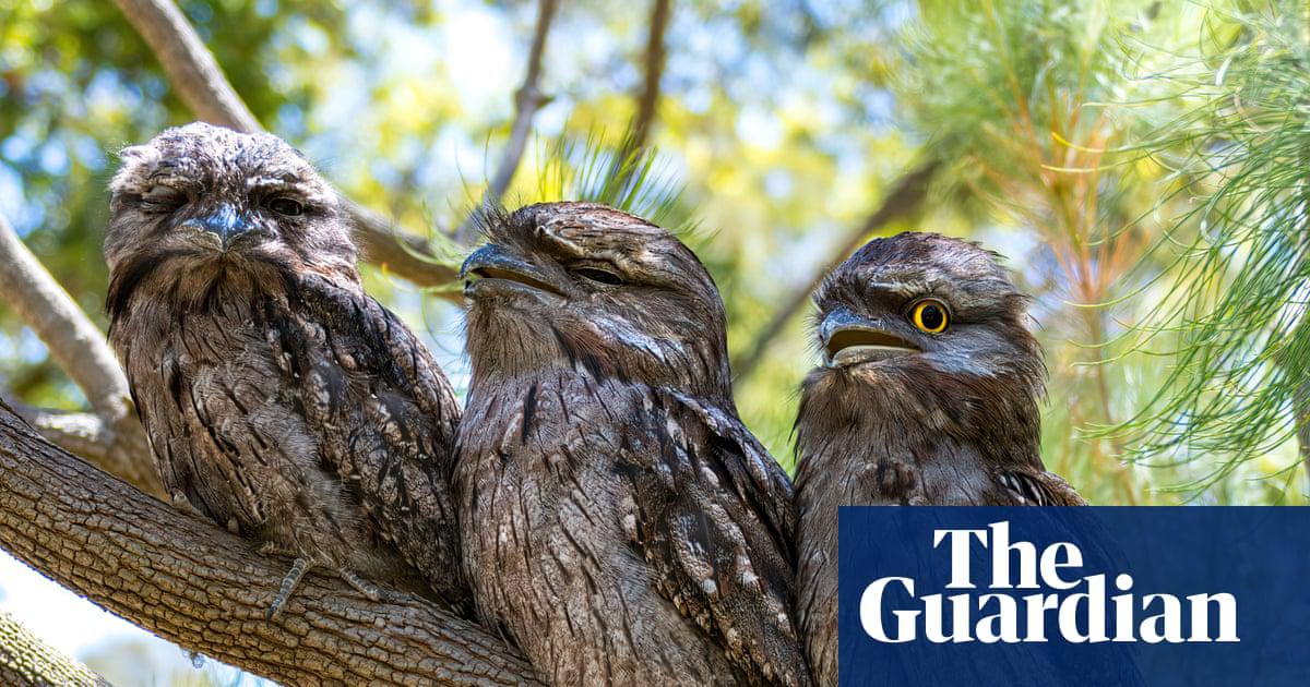 The tawny frogmouth led the Australian bird of the year poll on Monday.