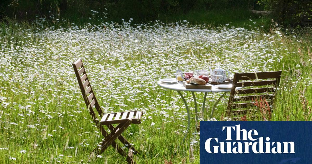 Stop mowing the lawn, and it will become much more biodiverse – and attractive.