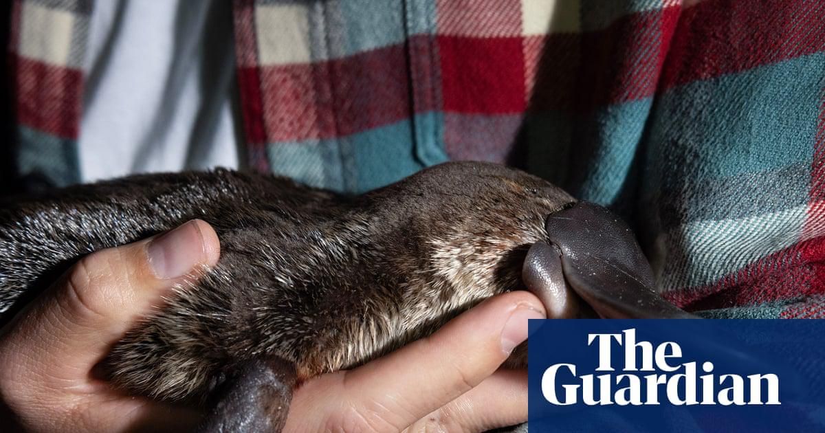 Dr Tahneal Hawke cradles a juvenile female platypus that is new to the data base.