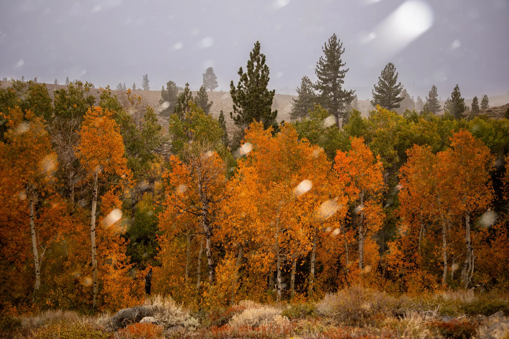 Snow falling around the changing leaves at Mammoth Lakes, Calif., near Yosemite National Park.