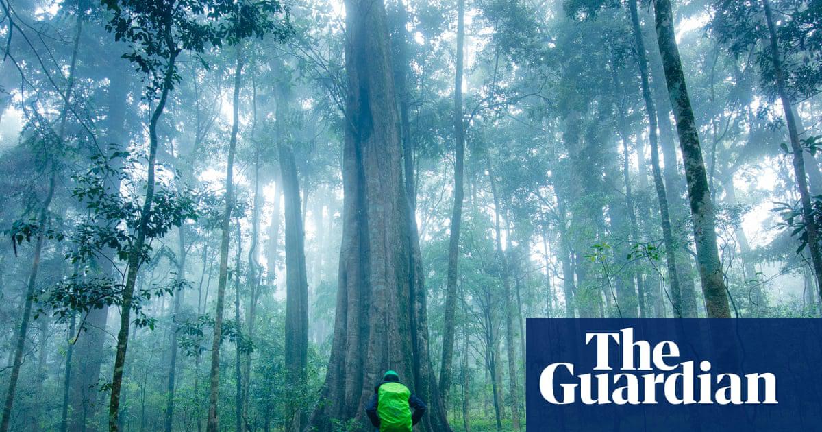 Nearly 50 years of data collected from tropical forests across Queensland has revealed the environment’s crucial carbon sink could be under threat.