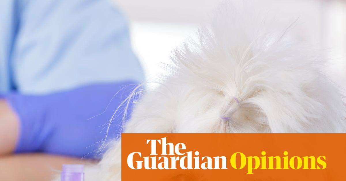 The regulator found the average price charged by a practice owned by a large vet group was 16.6% higher than at an independent vet.