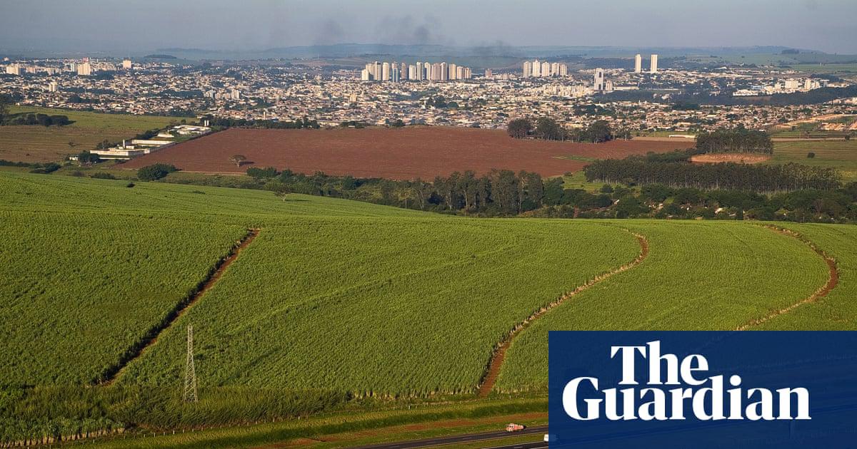 Sugarcane plantation near Ribeirao Preto, Brazil.