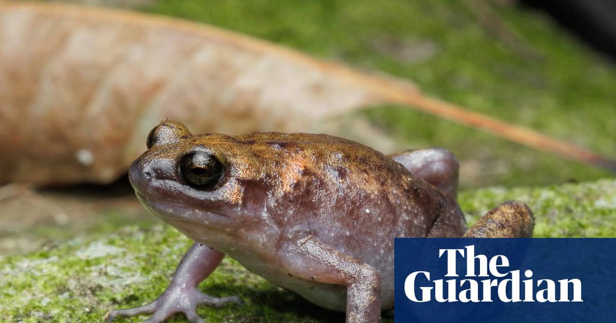 <em>Callulops gobakula</em>, which has a croaking call similar to that of a green tree frog and lives in the cracks between boulders, is one of three new animal species discovered on Dauan Island in the Torres Strait.