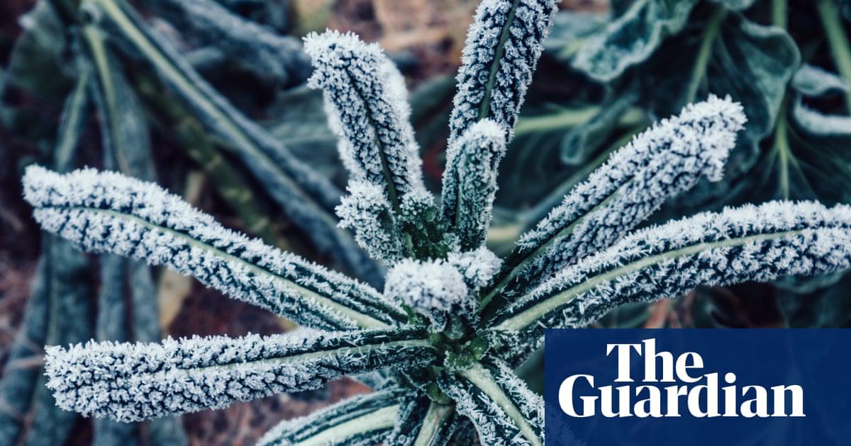 How to protect your garden from an early frost