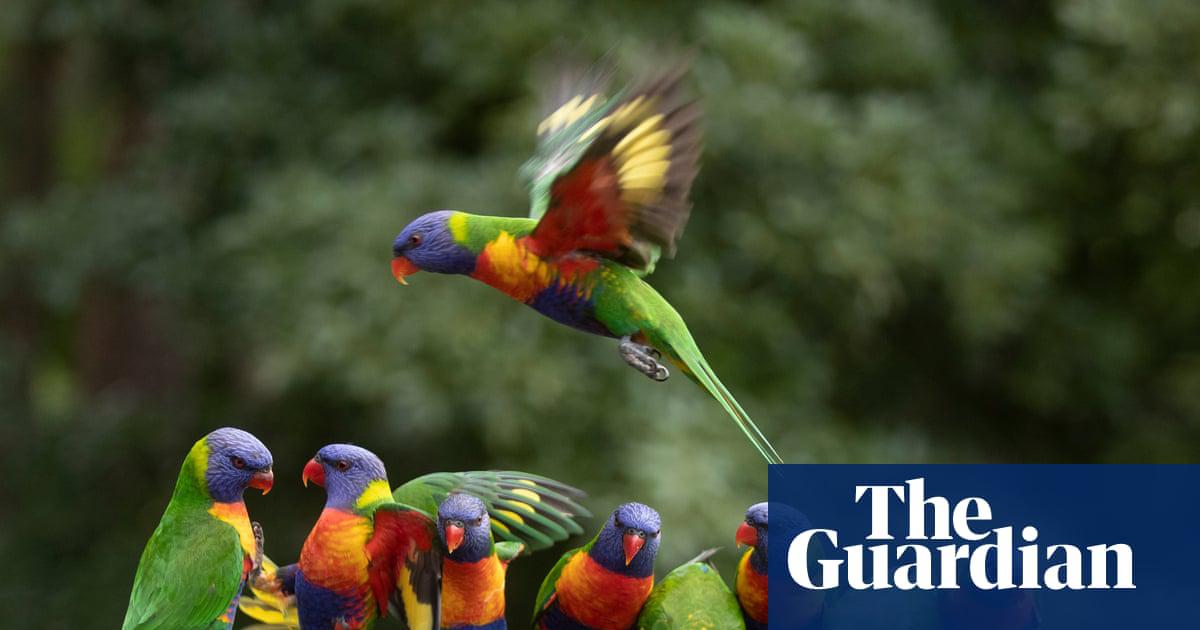 The rainbow lorikeet topped last year’s Aussie Bird Count – as it has since the event began in 2014.