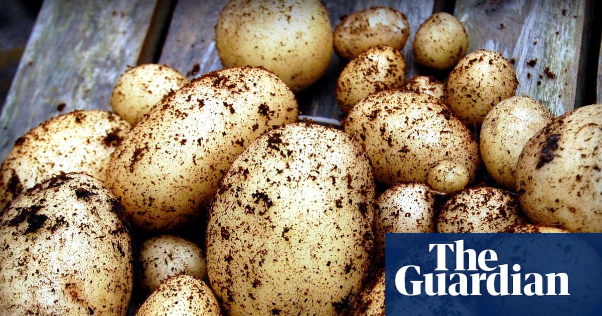 A single crop of potatoes grown in a small plot of poor soil could feed a family for the better part of a year.