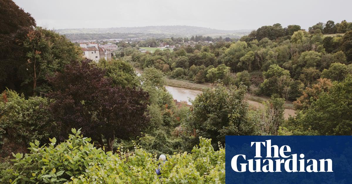 Bob Reeve’s vines overlook the River Avon. All photographs: Joel Redman/The Guardian