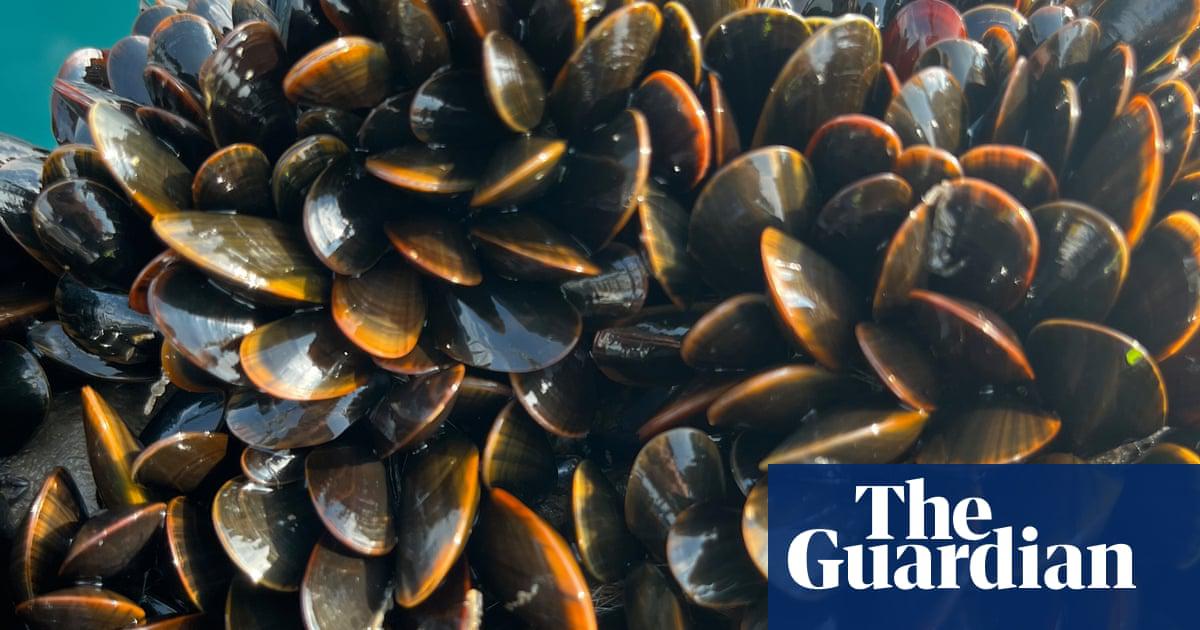 Mussels grown on ropes at Offshore Shellfish farms in Lyme Bay, off the coast of Devon.