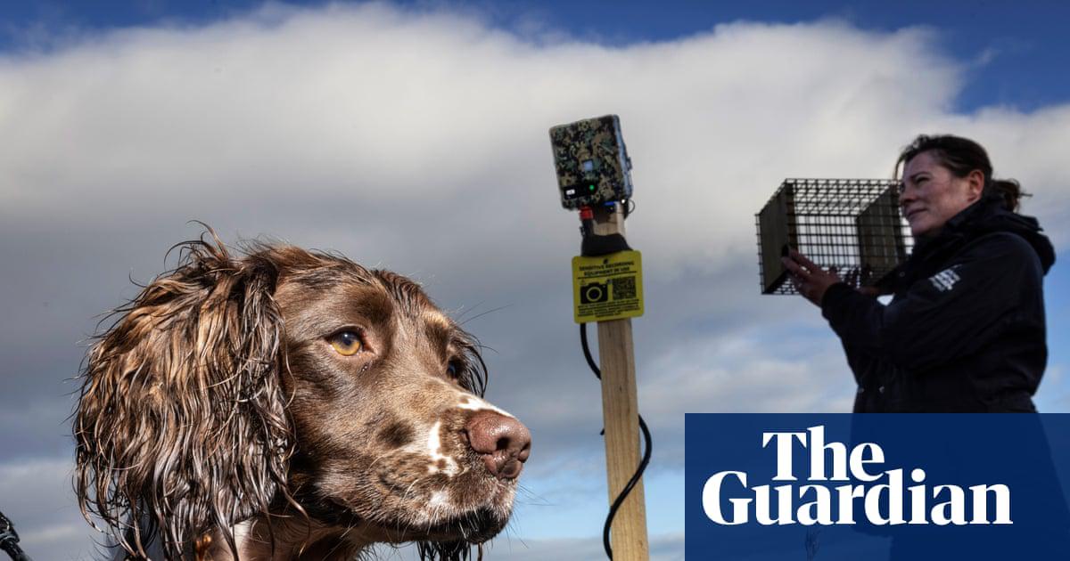 Traps have been used with sniffer dogs and heat-detecting AI camera traps to locate and capture stoats