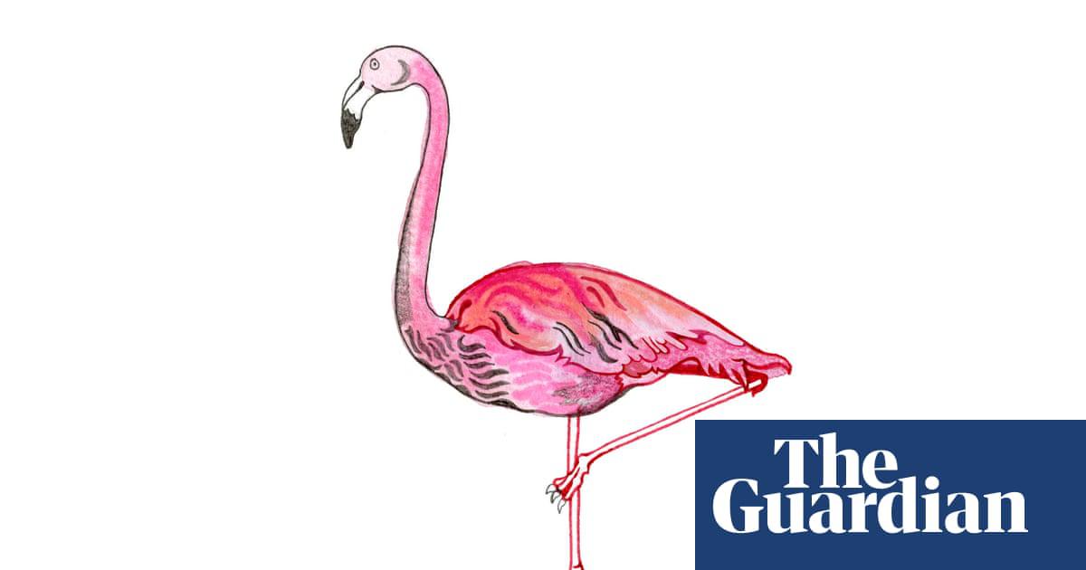 Do flamingos have a favourite leg to stand on? The kids’ quiz
