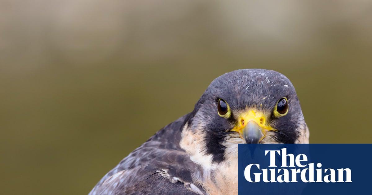 ‘The peregrines are an appropriate mascot for these mills.’