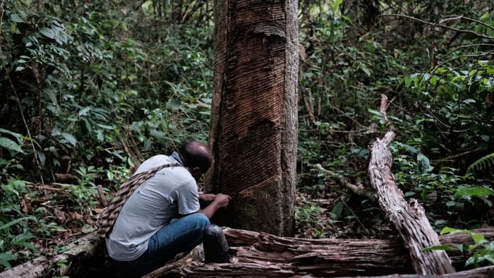 Companies slam new delay to EU deforestation law