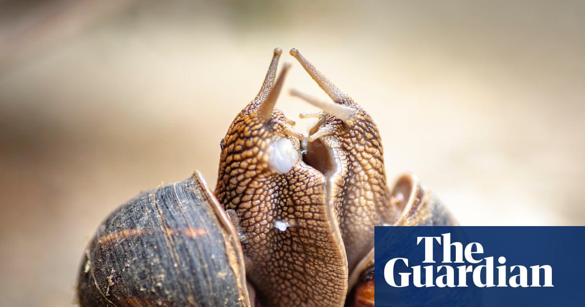 Most land snails have both male and female sexual organs.