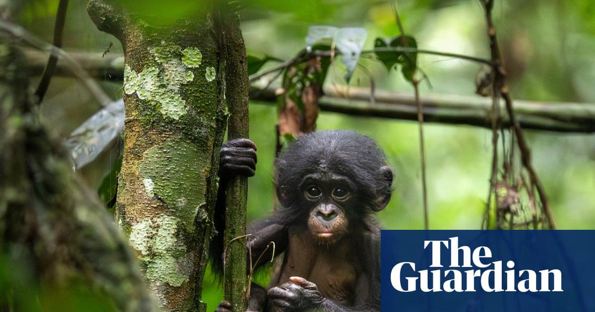 A study of bonobos in the Kokolopori reserve has found they are capable of combining vocalisations in complex ways, much like humans