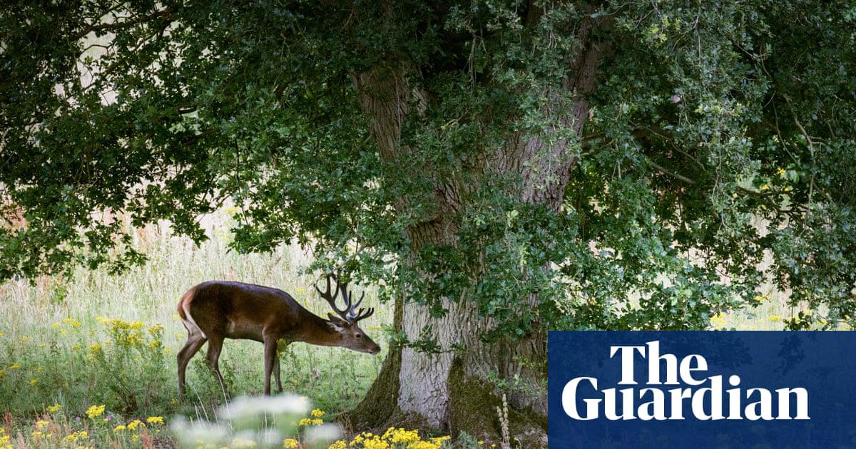 A stag on the Somerleyton estate, a quarter of which has been turned over to biodiversity by its owner and WildEast co-founder Hugh Crossley.