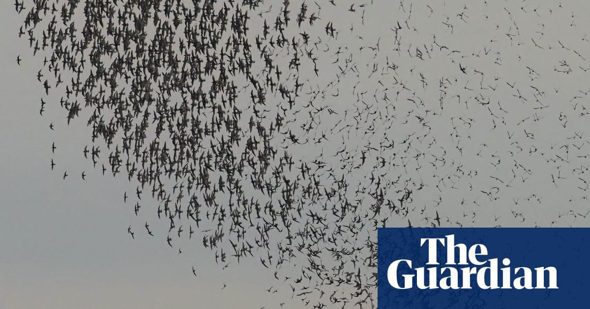 ‘Knots have long, pointed wings; their flight action is intense, high-paced, direct.’