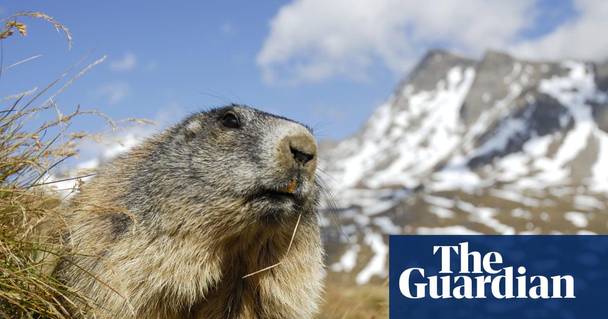 Alpine marmot (Marmota marmota), Hohe Tauern National Park, Tirol, Austria.