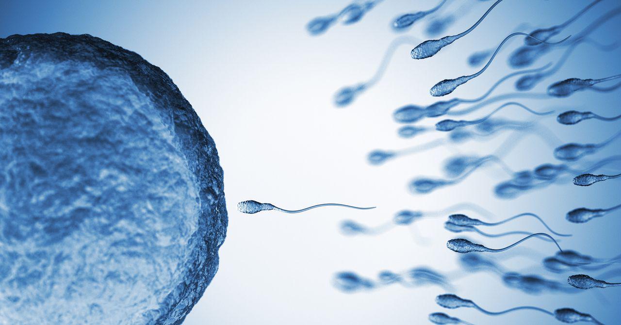 Sperm From Older Men Have More Genetic Mutations