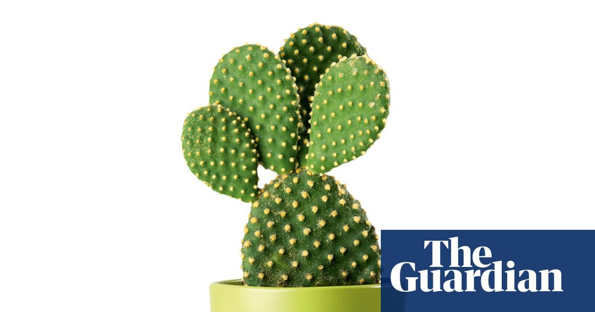 A pristine prickly pear: ‘Don’t worry if I go a little brown’