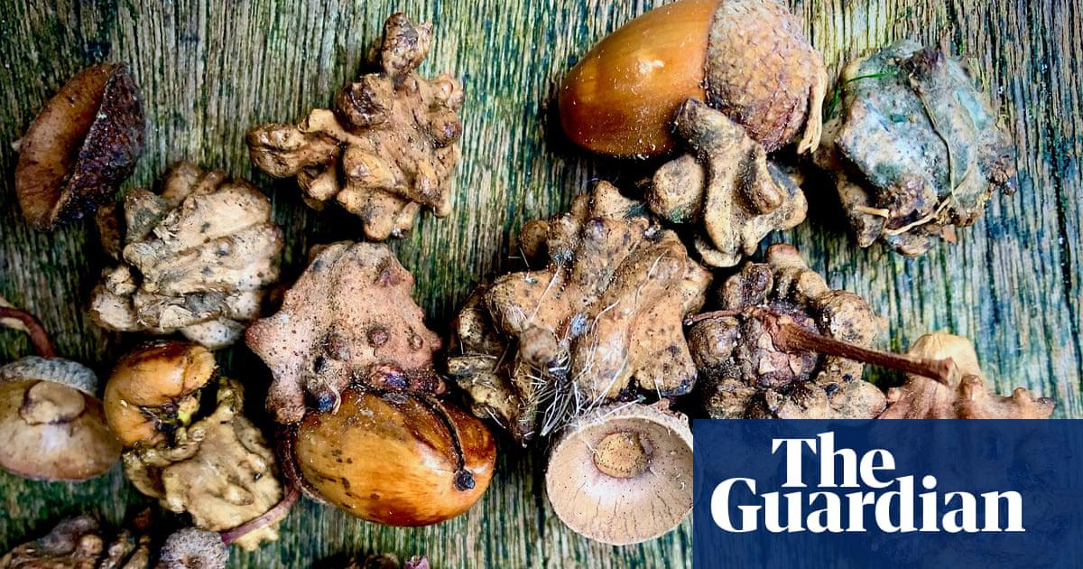 ‘In the scrunch of acorns under one oak with a thinning crown and stag-headed, are lots of knopper galls.’