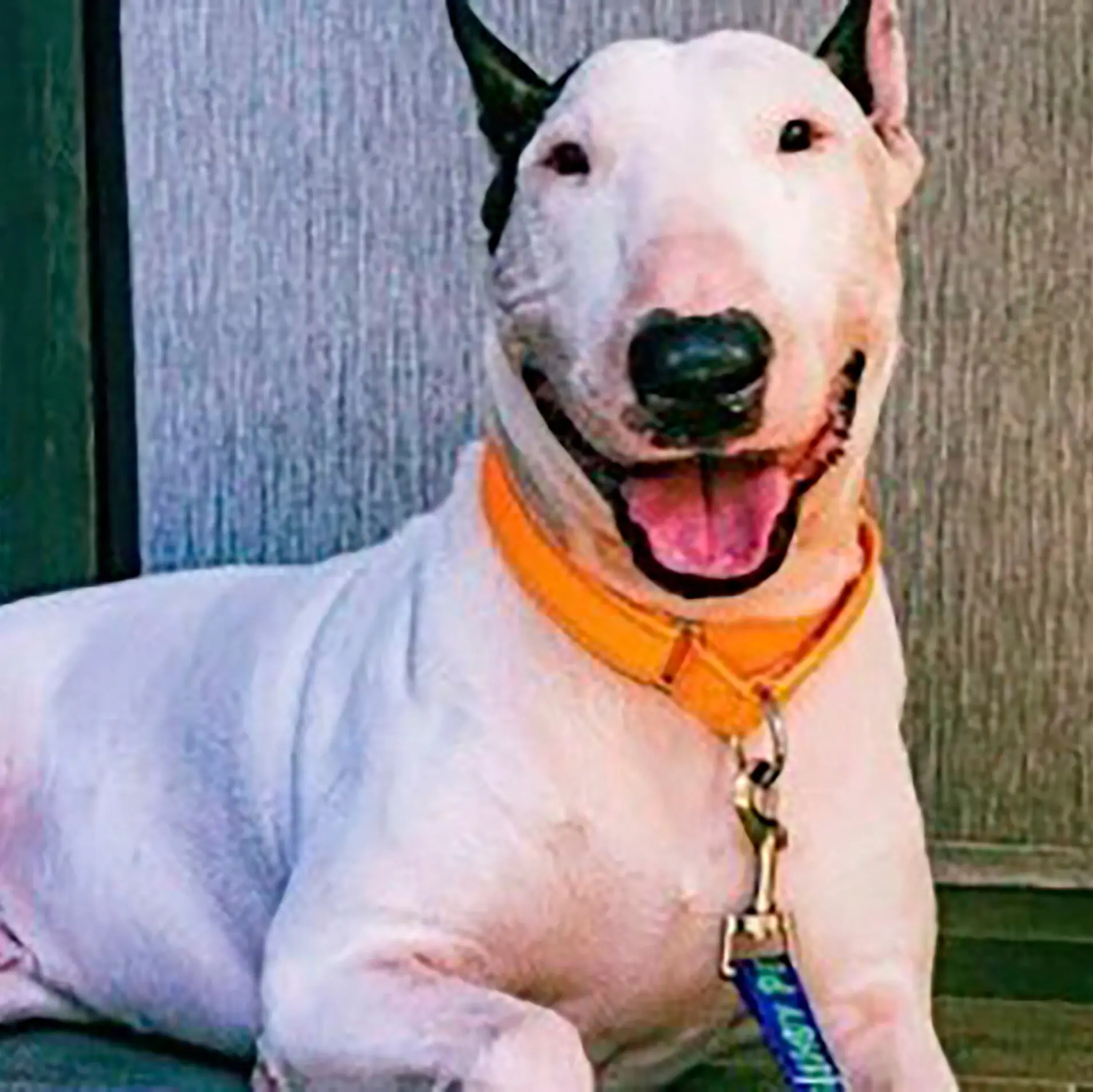 A bull terrier, named Trooper for the law enforcement officer who rescued him, was found off Interstate 75 near Tampa on the morning of Oct. 9, 2024, as Hurricane Milton approached Florida.