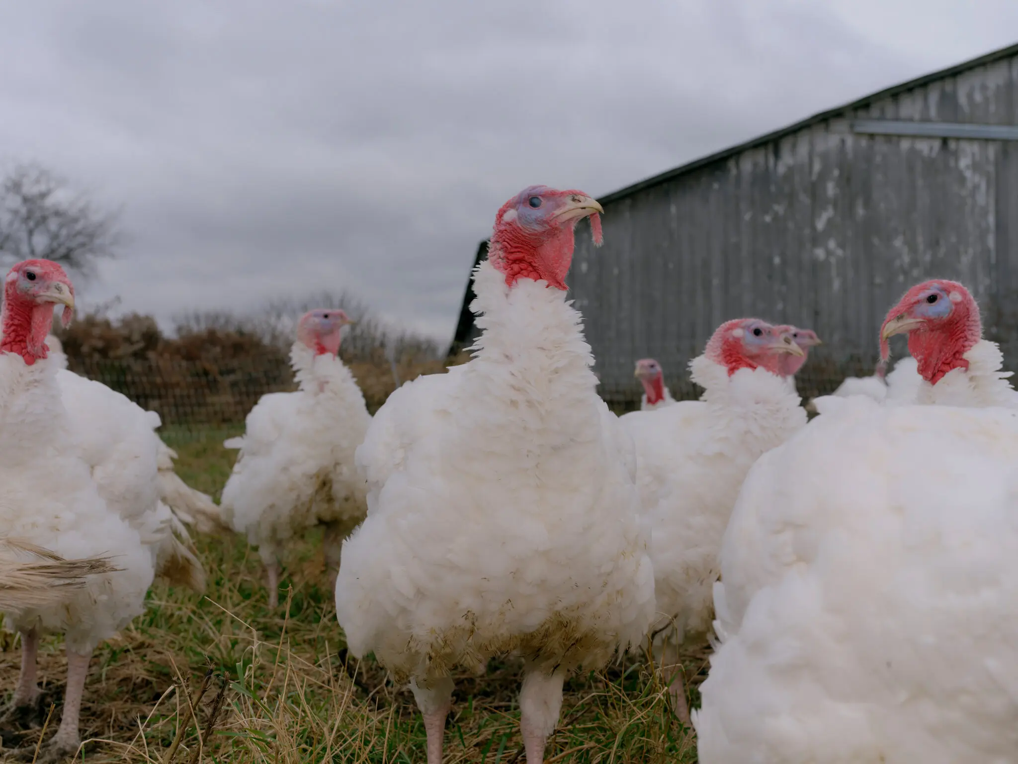 Avian flu often flares up in the fall as wild birds begin migrating south; this year, the uptick is occurring during a government shutdown, as federal agencies that are typically involved in the response are working with skeletal staff.