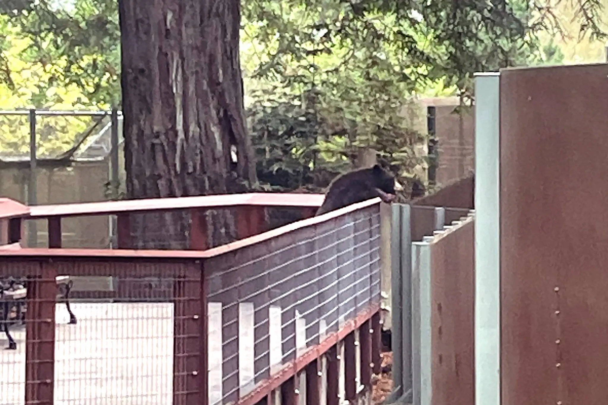 The staff at Sequoia Park Zoo conducting a daily inspection spotted a wild American black bear within the Zoo facility.