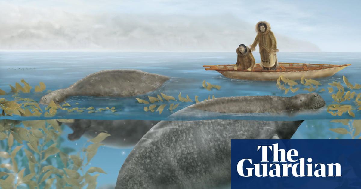 An artist’s impression of Steller's sea cows. The huge, placid herbivores were not known to science before 1741 but within 27 years they had already been hunted to extinction by fur traders – the first marine mammal known to be eradicated by humans.